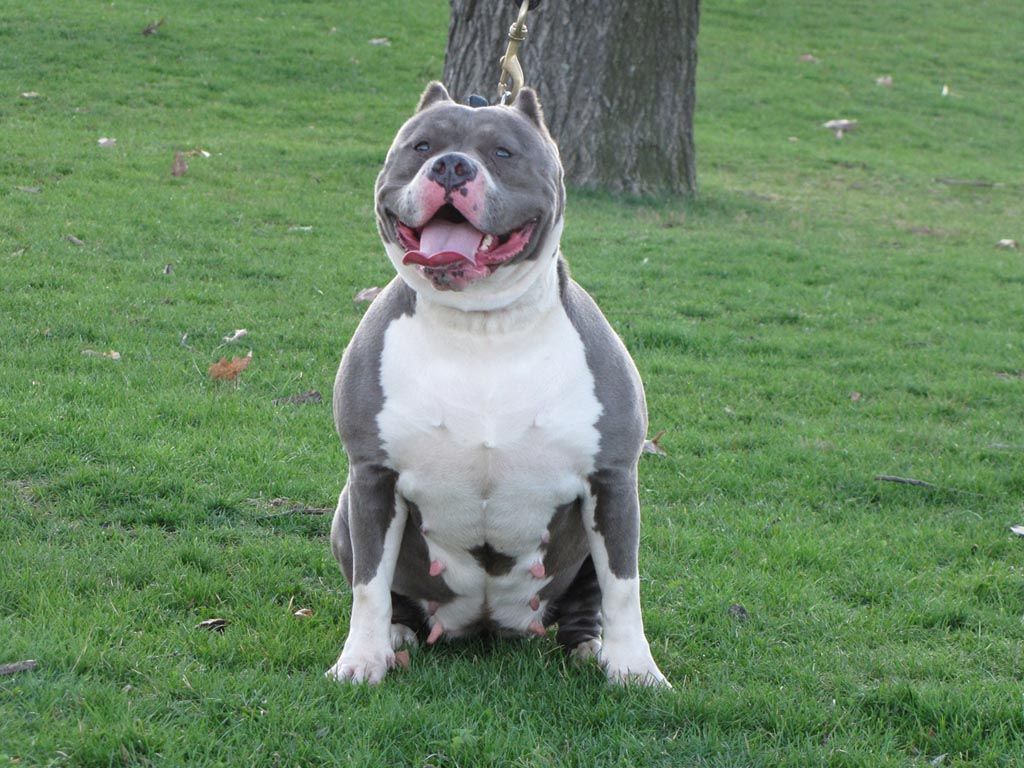 american pocket bully