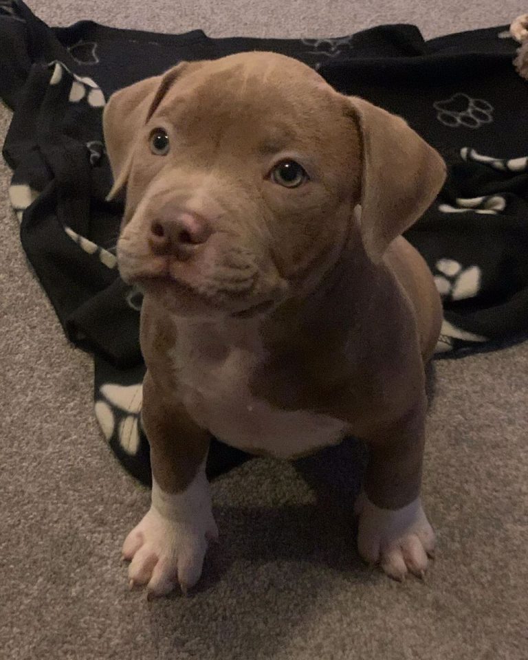 healthy pocket bully puppies for sale