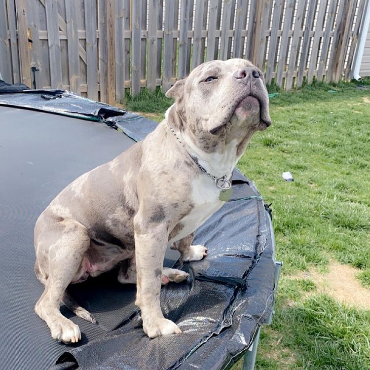 pocket bully puppies