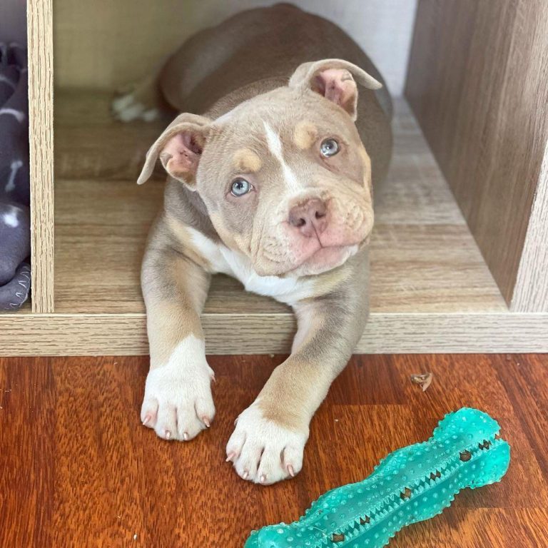 fawn pocket bully puppy for sale