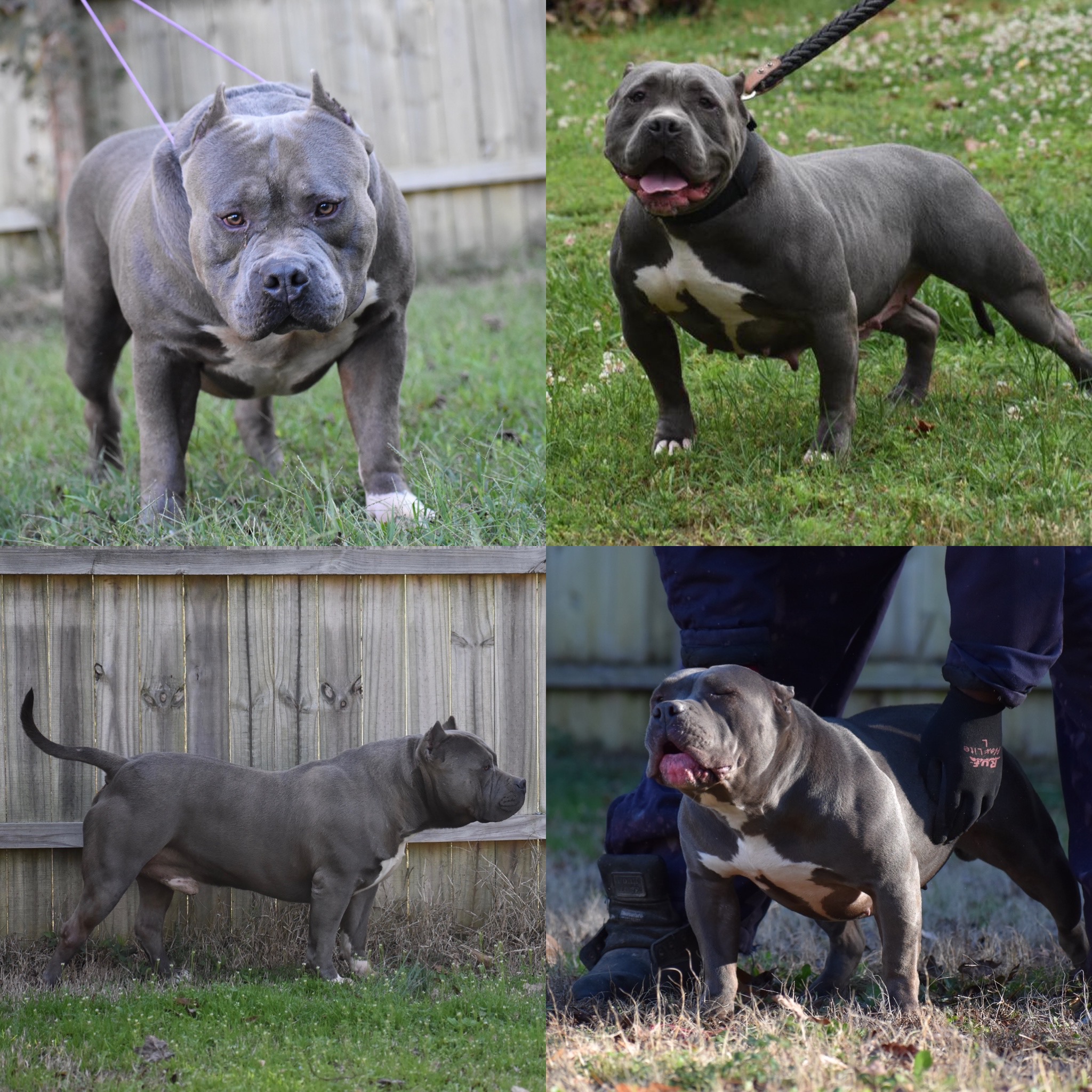 american bully breeders