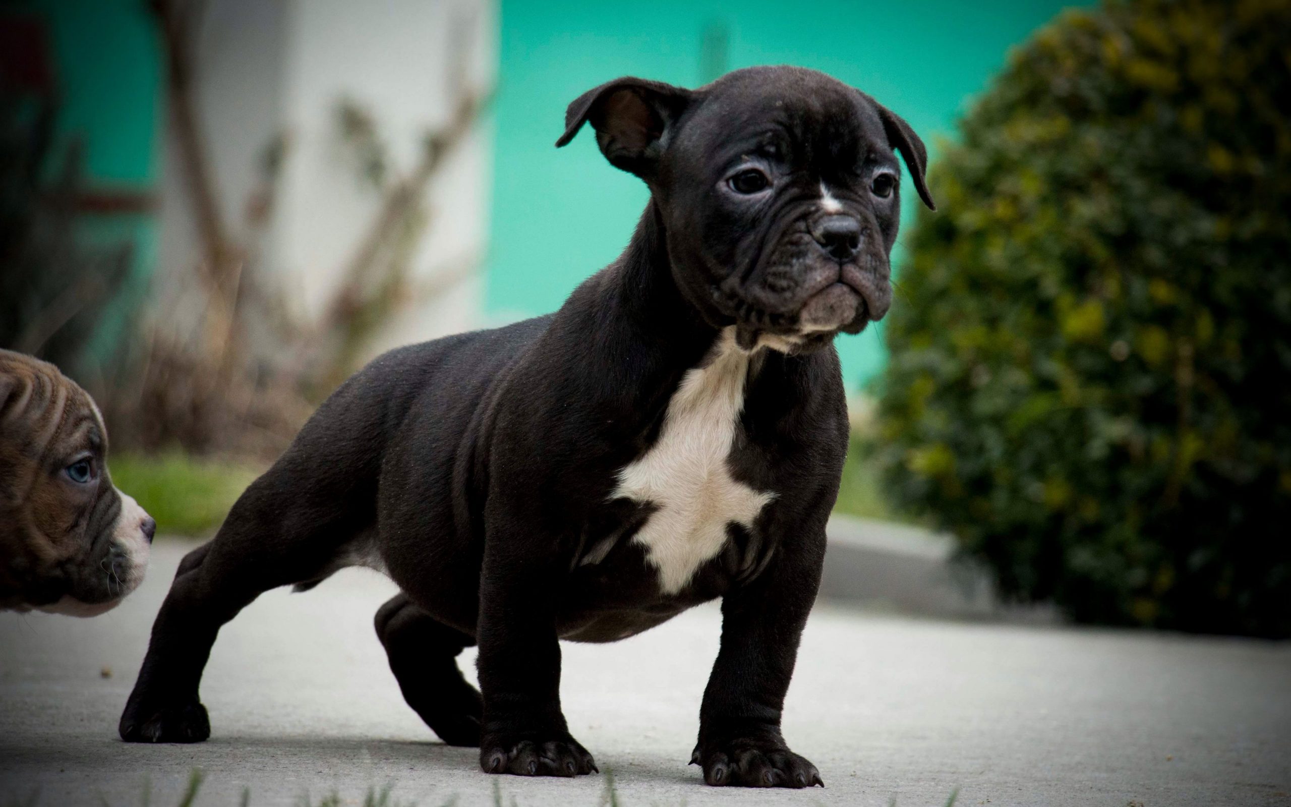 home raised pocket bully