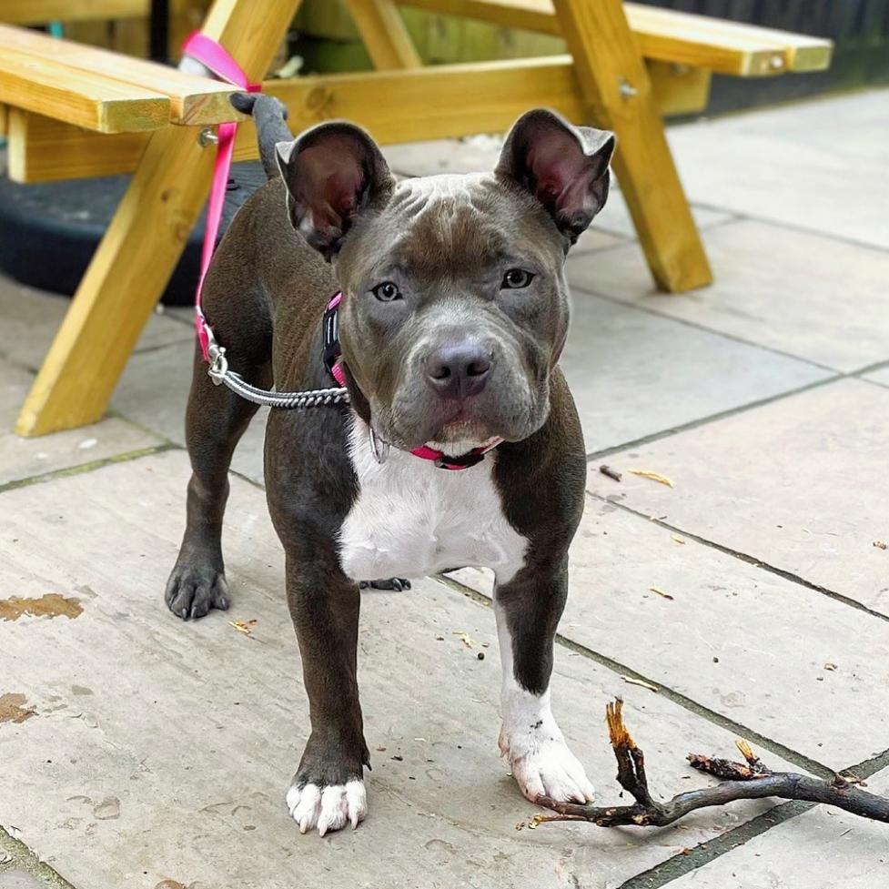 black american pocket bully